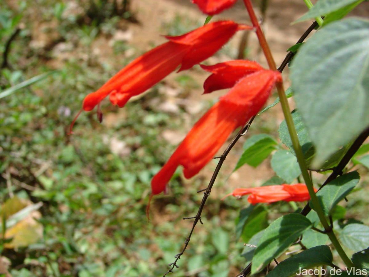 Salvia splendens Sellow ex Nees